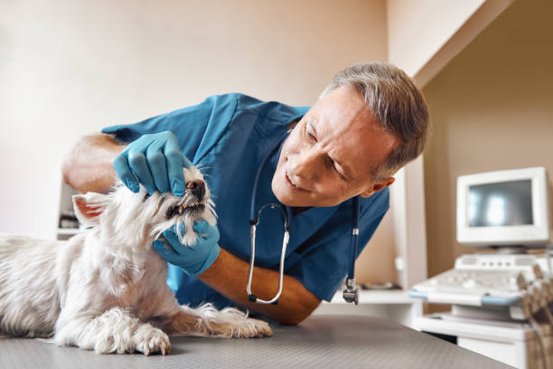 Best Emergency Treatment for Toothache in Wilton Manors, FL